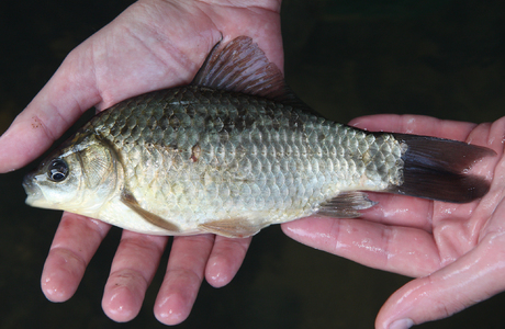 Karausche (Carassius carassius) - © Gernot Kunz